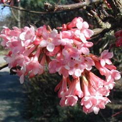 Viburnum perfumado